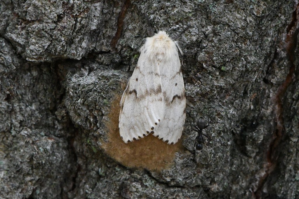 028 2017-07182301 Grafton, MA.JPG - Gypsy Moth (Lymantria dispar) female with eggs. Creeper Hill Road, Grafton, MA, 7-18-2017